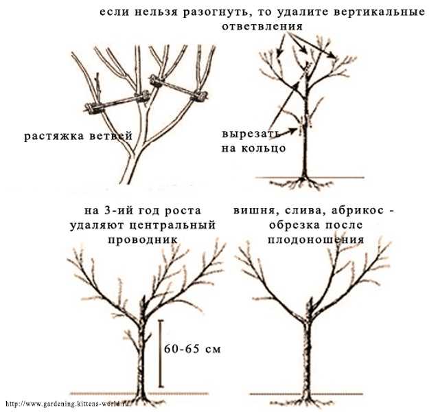 Как правильно обрезать сливу весной для начинающих. Обрезка черешни весной схема. Схема обрезки черешни весной. Обрезка саженцев вишни весной схема. Правильная обрезка вишни осенью схема.