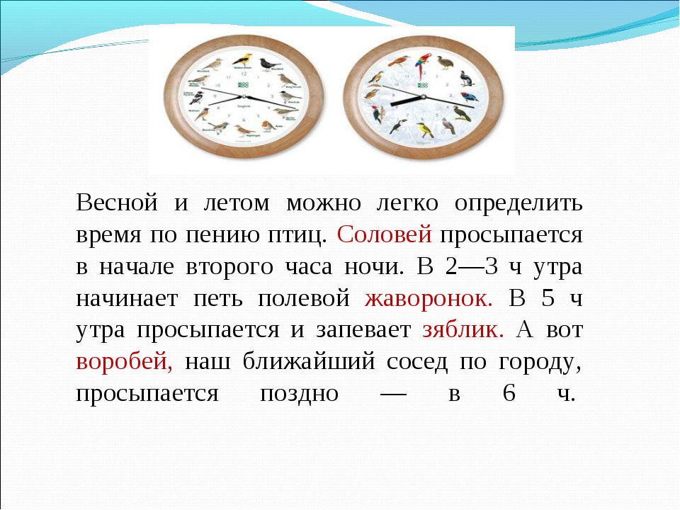 Определение времени. Как можно определить время. Способы определения времени. Как определить время без часов. Определение времени по птицам.
