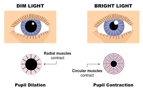 pupil_reflex_med pupil_reflex_med